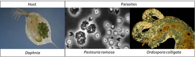 daphnia
